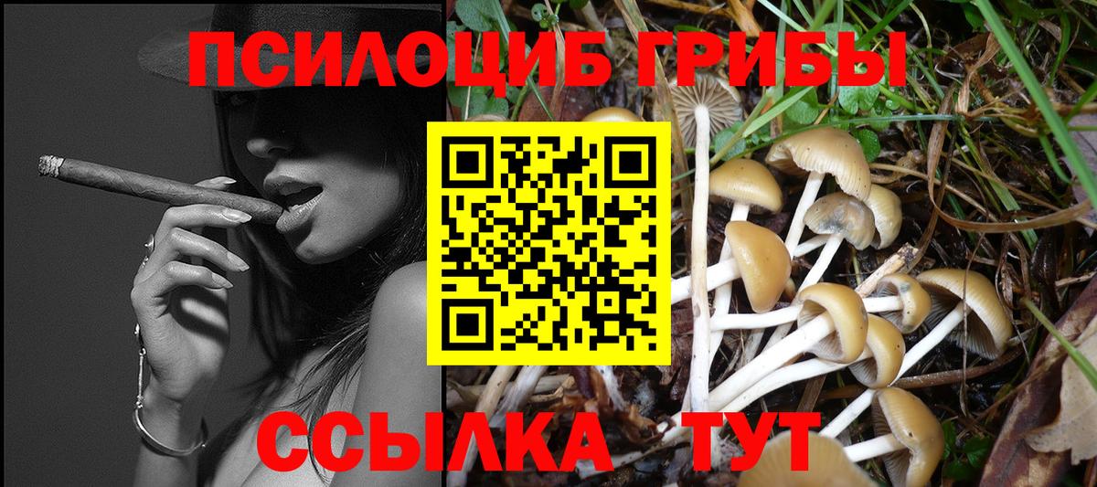 Гудермес  Псилоцибиновые грибы Cubensis  Вход с VPN 